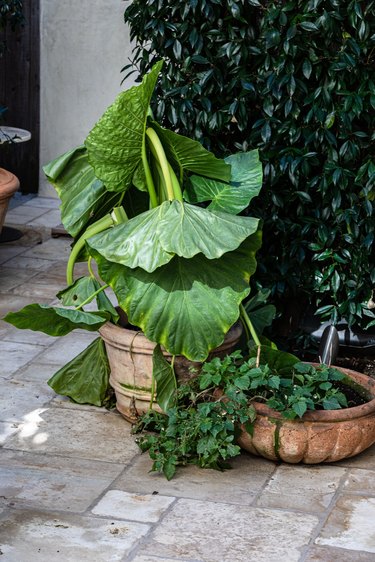 A potted plant next to ivy