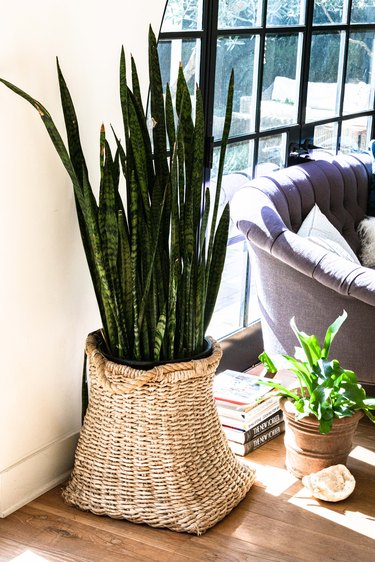 A snake plant in a wicker basket on wood flooring