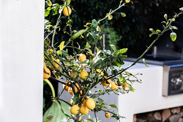 A lemon tree