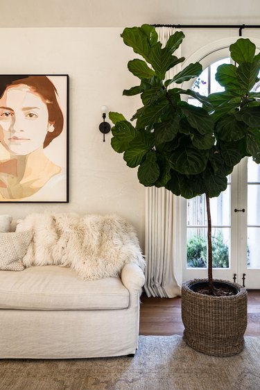 White-walled living room with white sofa, portrait painting and a large tree plant