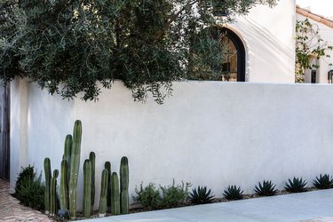 A white wall of a Mediterranean styled house with cacti and plants