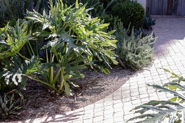 Tile walkway with plants