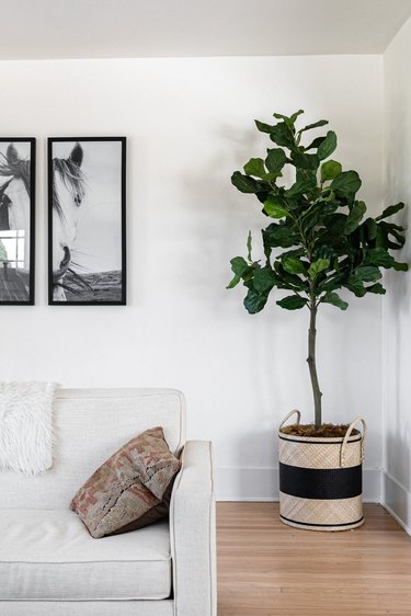 white living room with potted tree in corner