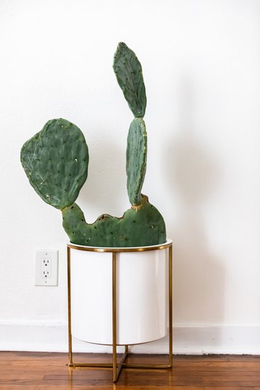 A cactus plant in a white planter on a wood floor