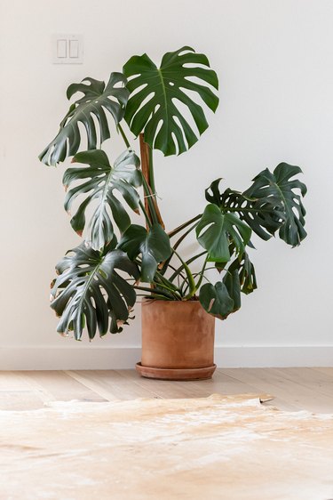 Large potted plant on tan tiled floor against white wall