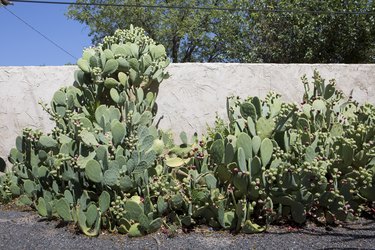 A garden of cacti