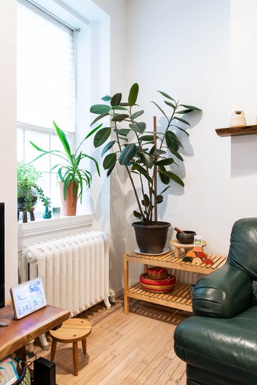 Corner of living room with green leather love seat and white radiator next to rubber plant