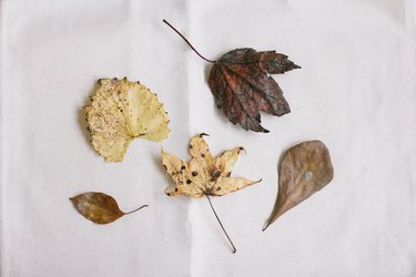 yellow, brown, and red dried leaves