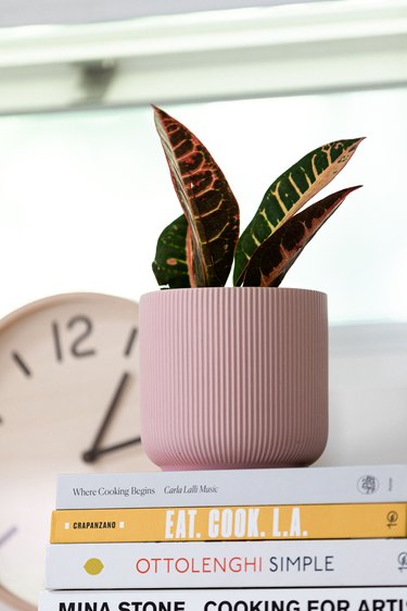 small potted plant in pink pot on top of a stack of books