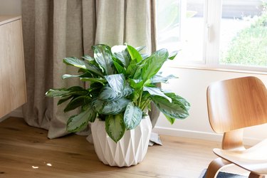 leafy potted plant on wood table by the window