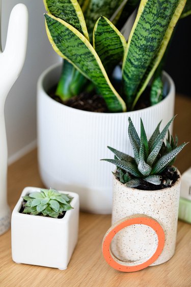 three indoor potted plants with succulents