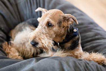 Airedale terrier dog on a beanbag