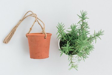 Terracotta pot with rope next to potted herb plant