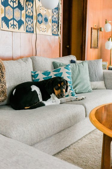 Gray sofa with dog and pillows and wood mid-century walls