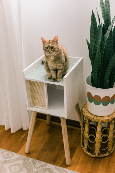 Orange cat sitting on DIY IKEA cat house in modern room with wood flooring and white rug with potted plant on stool and white curtain