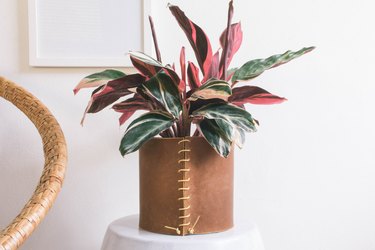 Leather wrapped planter with plant