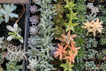 Various succulent plants