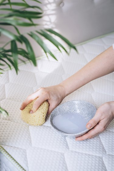 Hands holding sponge and small bowl over white mattress next to medium plant in white room