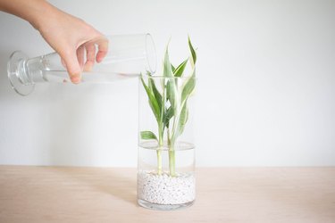 Hand pouring water in clear vase with plant and white gravel