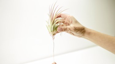 placing an air plant into a plant holder made from wire twisted into the shape of a cup