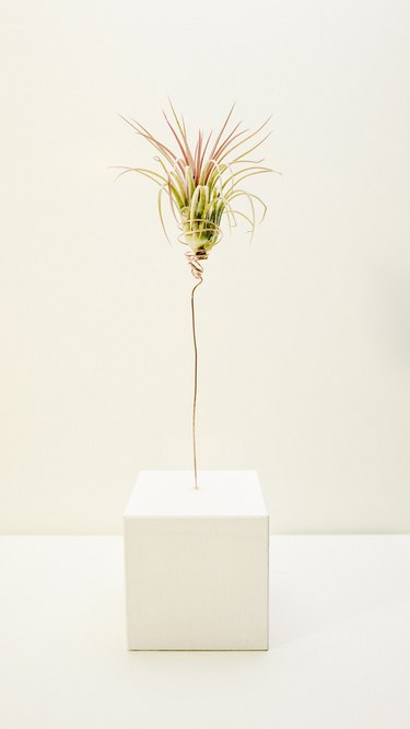 an air plant cupped in a wire plant holder sticking out of a wooden block