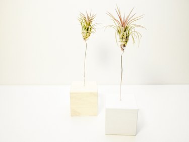 air plants cupped in wire plant holders sticking out of wooden blocks