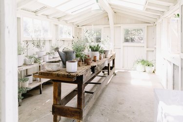 Interior of a white wooden shed, with a long wooden potting table in the center surrounded by potted plants