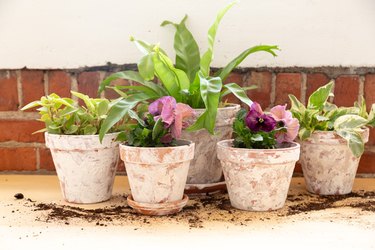Flowers and plants in terra-cotta planters, textured with white plaster of Paris, to look antique