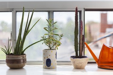 An aloe plant, cactus, and succulent in eclectic planters, and a red watering can, on a windowsill.