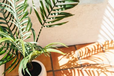 A palm plant in a small white planter in the corner of a porch landing.
