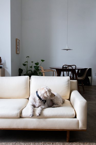 dog sitting on white couch