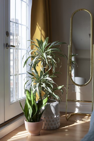 A palm plant and a snake plant, by a yellow curtained casement door. An oblong gold mirror is beside.