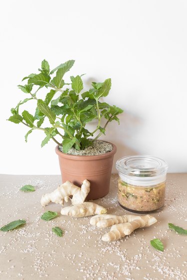 a potted mint plant, ginger roots, and a jar of body scrub