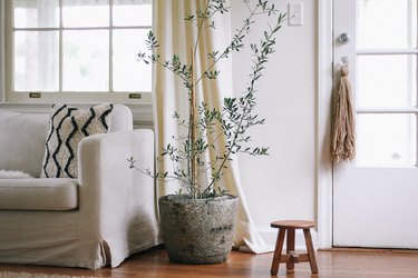 Tree houseplant in a hypertufa planter, between a white sofa and a wood stool