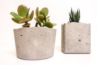 two succulents growing out of a diy square concrete planter with rough edges