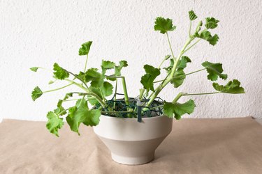 geranium stems in a white vase