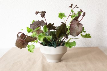 geranium and nine bark stems in a white vase