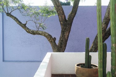 Purple-white Midcentury building walls with cacti garden and a tree