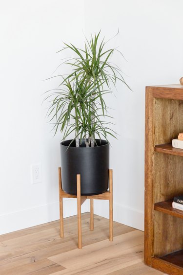 A green plant in a black pot in the corner of a white room. Corner of a wooden bookshelf is visible.
