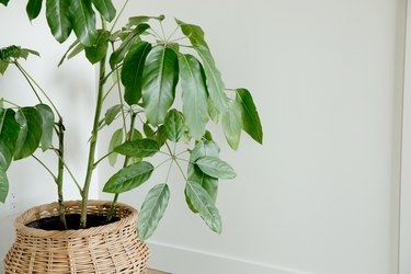 A large green houseplant in a woven basket in front of a white wall.