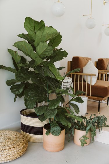 Polish the leaves on your indoor plants