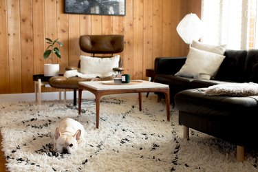 Dog on a shag rug, by a wood coffee table, leather seating with white pillows, and wood paneled living room walls