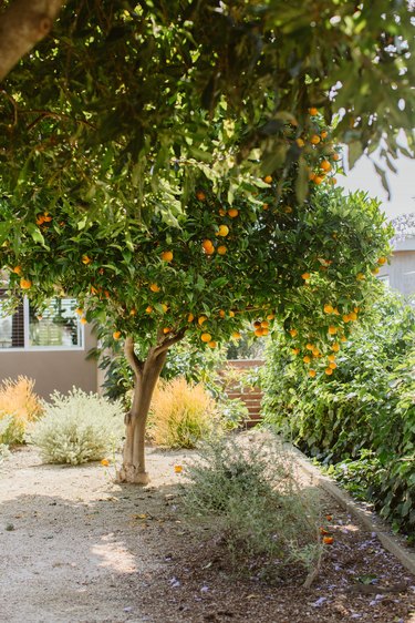 Orange tree in backyard