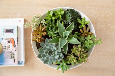 aerial view of several succulents of various sizes growing in a white planter