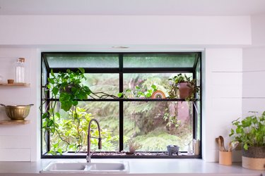 A plant by a kitchen window. Wood shelves with glasses, and a gold colander.