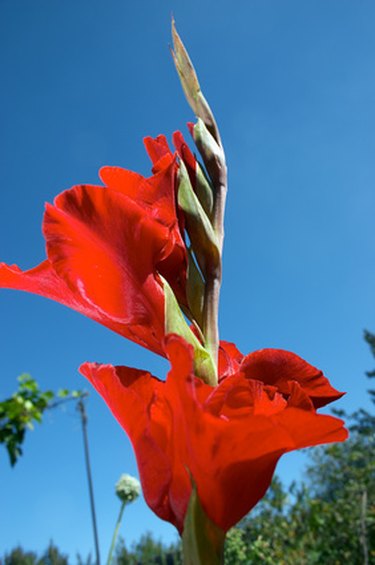 How to Stake Gladiolus | Hunker