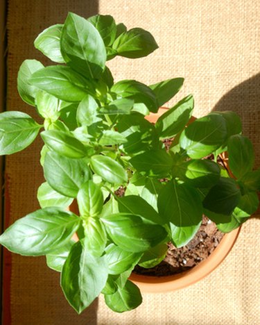 Potted basil plant in sunlight.
