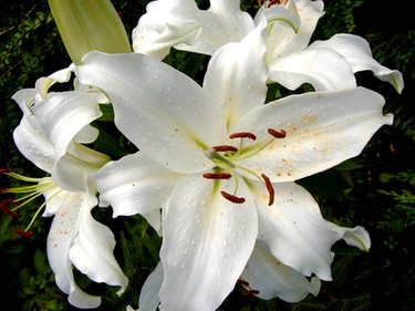 How to Care for Oriental Lilies Indoors | Hunker