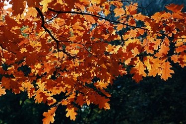 oak tree fall leaves