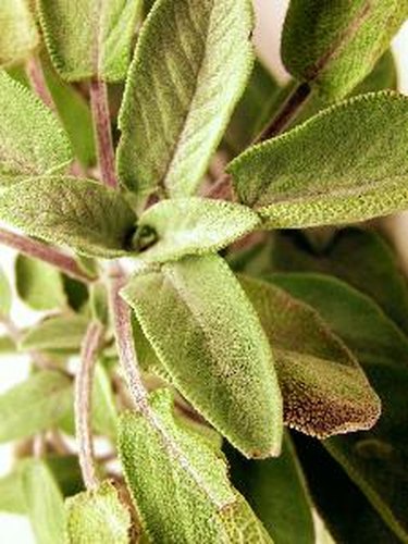 Why Is My Sage Plant Wilting Hunker